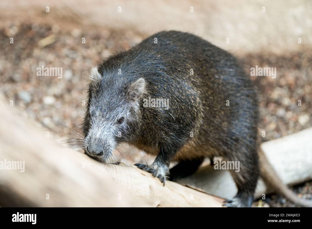 Portrait of a rodent. Animal in close-up. Stock Photo