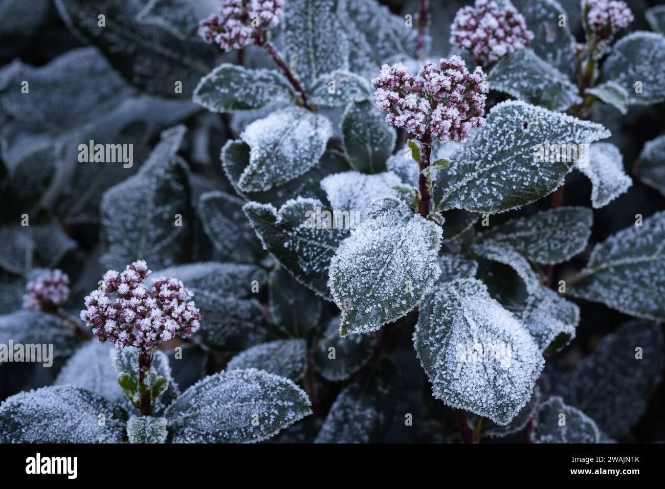 Seasonal winter foliage background. Frost and ice crystals formed on the flowers and leaves of a Viburnum plant. Copy space to the left. Stock Photo