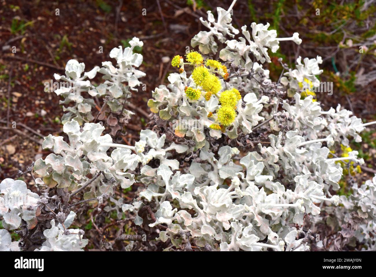Conejo buckwheat or saffron buckwheat ( Eriogonum crocatum) is a shrub endemic to Conejo Valley, California. Stock Photo
