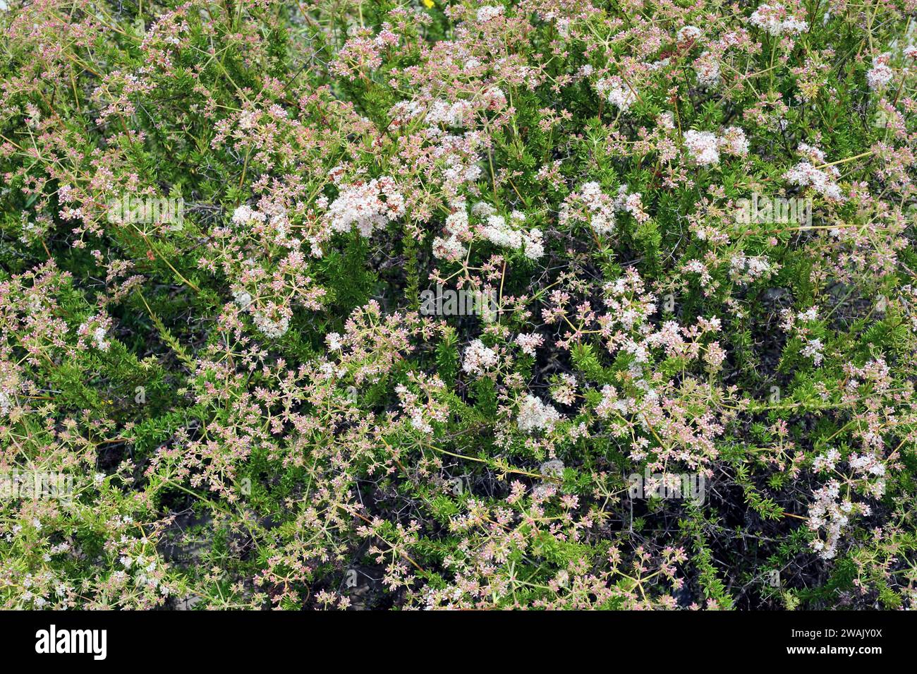 California buckwheat or Mojave buckwheat (Eriogon fasciculatum) is a shrub native to southwest USA and northwest Mexico. Stock Photo