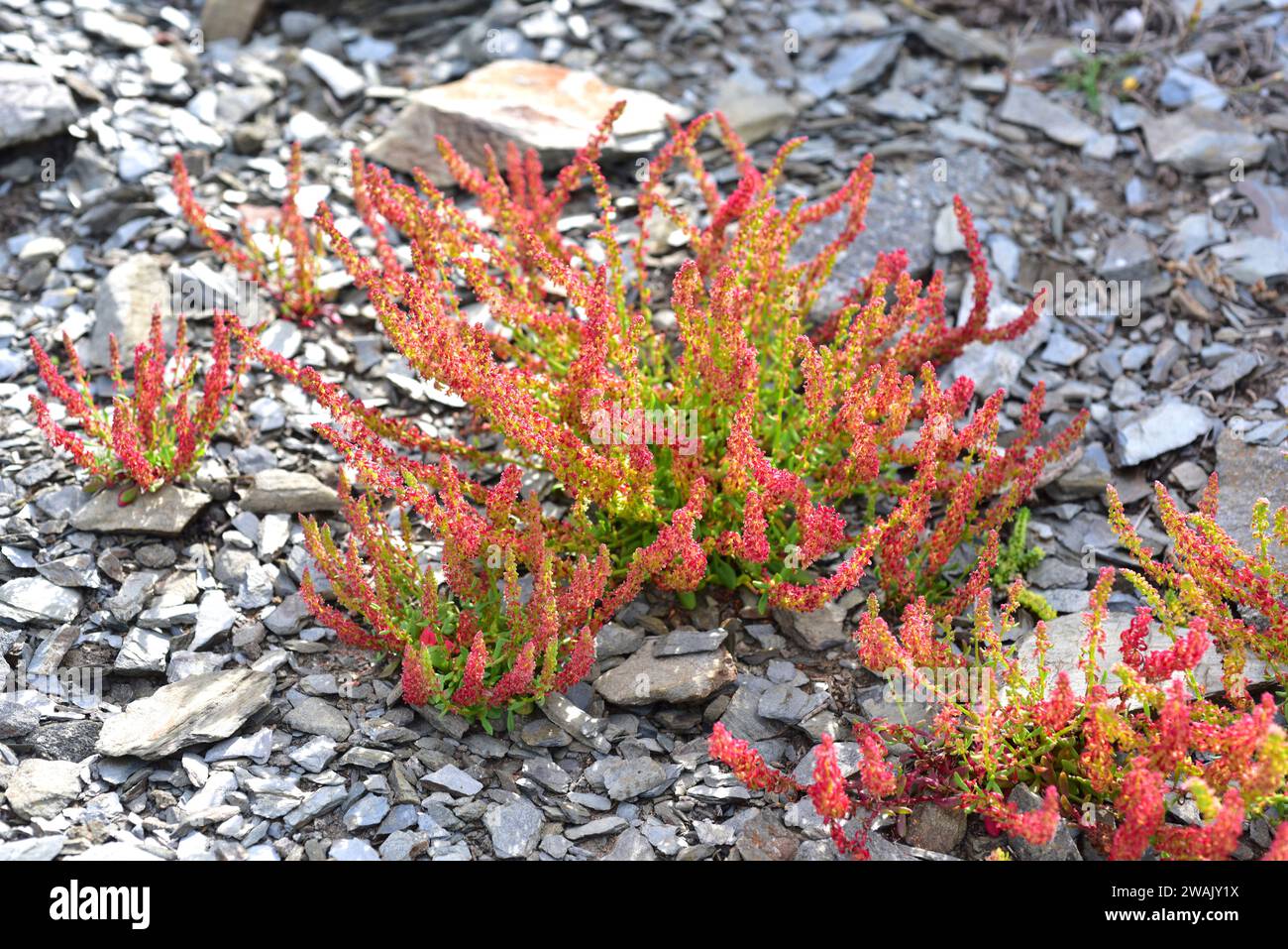 Horned dock or red dock (Rumex bucephalophorus) is an annual plant native to Mediterranean Basin. This photo was taken in Favaritx, Menorca Biosphere Stock Photo