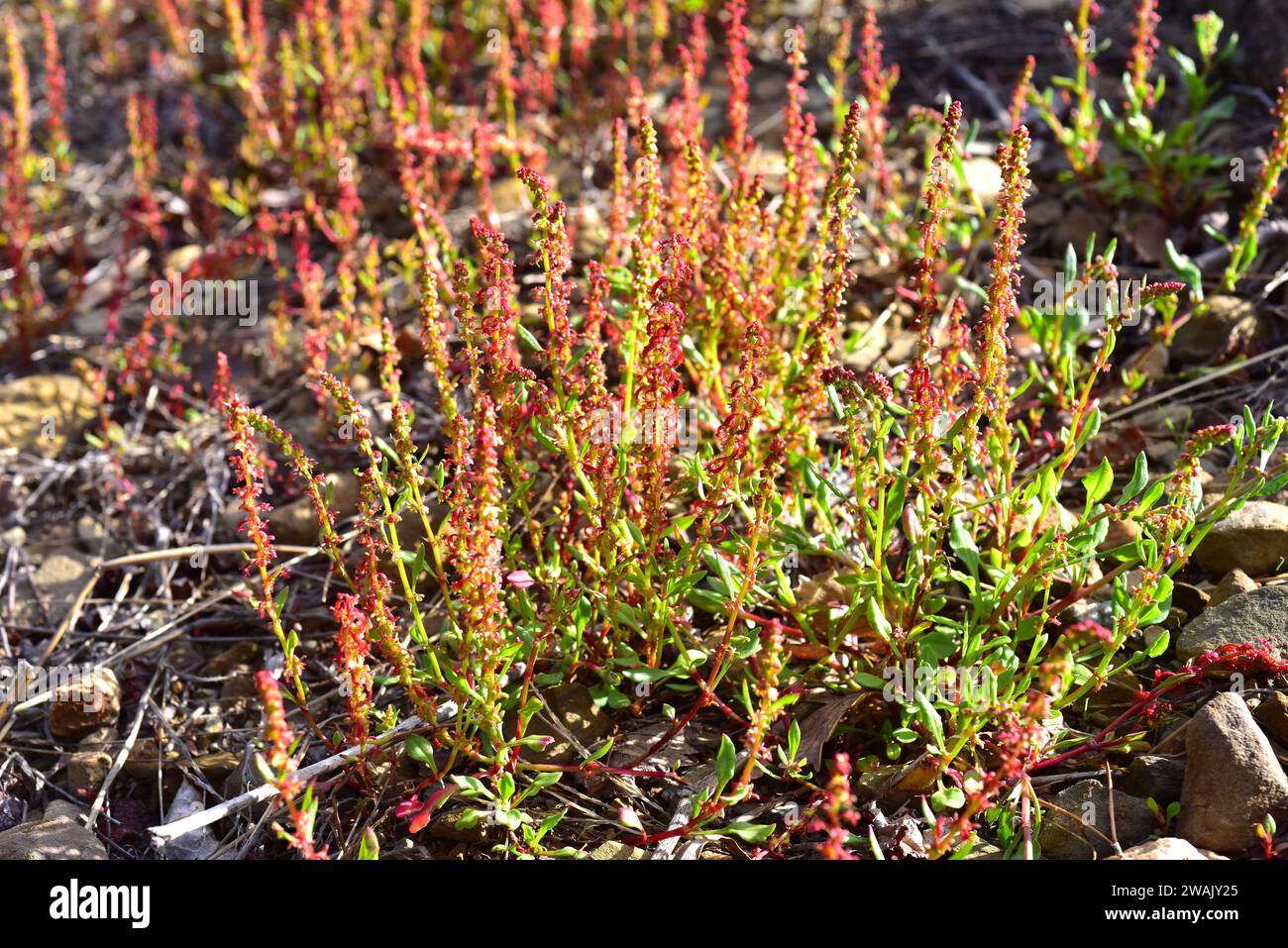 Horned dock or red dock (Rumex bucephalophorus) is an annual plant native to Mediterranean Basin. This photo was taken in Favaritx, Menorca Biosphere Stock Photo