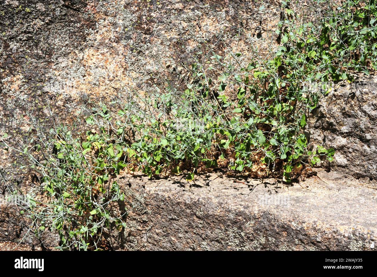 Acedera redonda (Rumex scutatus induratus) is an Iberian-Maghreb endemism. This photo was taken in Monsanto, Portugal. Stock Photo
