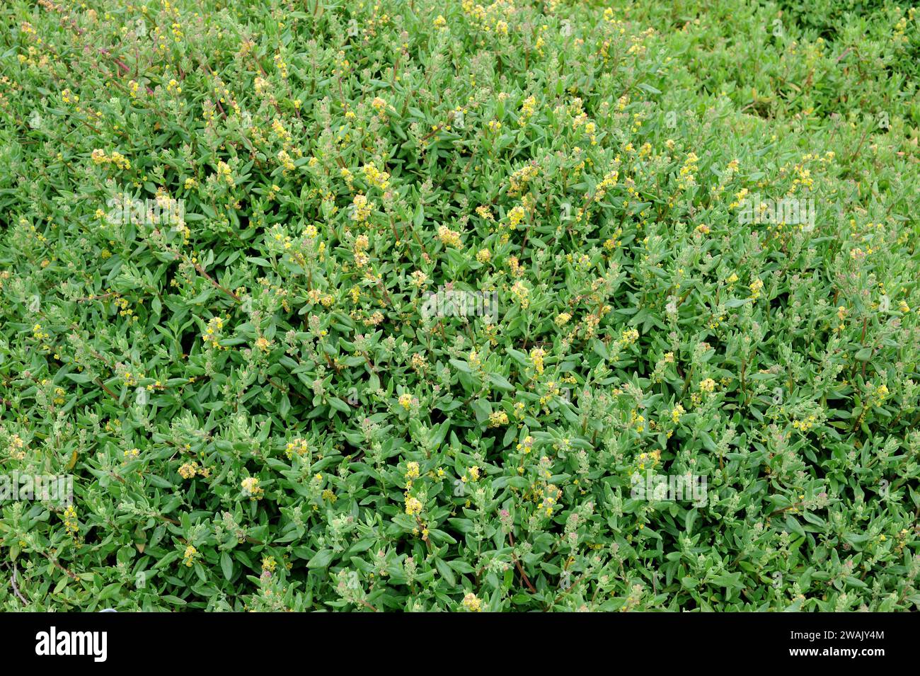 Dune spinach or sea spinach (Tetragonia decumbens) is an edible shrub native to South Africa and naturalized in Australia. Stock Photo