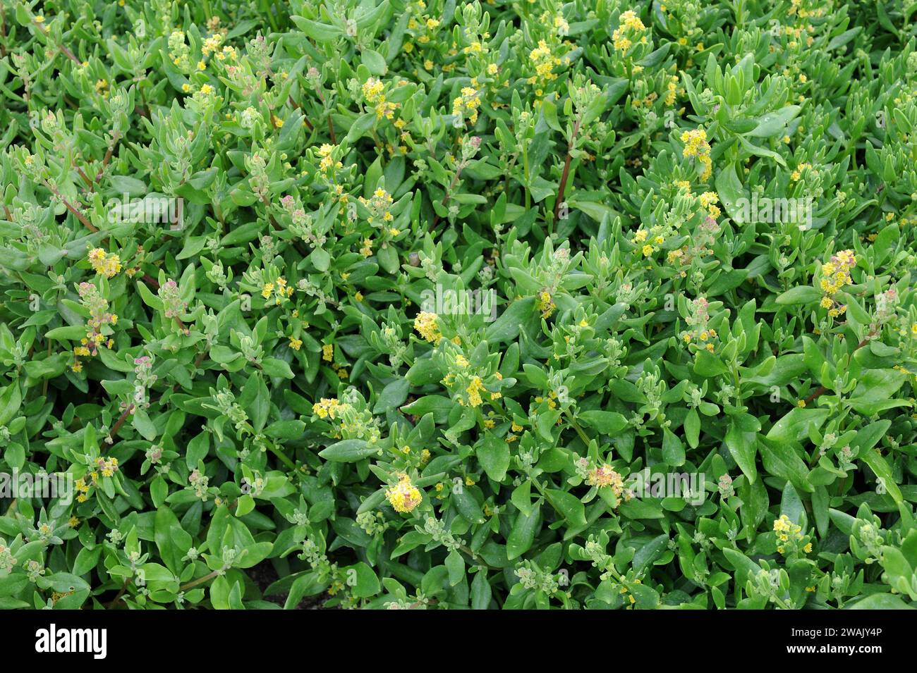 Dune spinach or sea spinach (Tetragonia decumbens) is an edible shrub ...