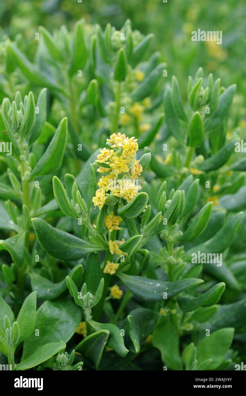 Dune spinach or sea spinach (Tetragonia decumbens) is an edible shrub native to South Africa and naturalized in Australia. Stock Photo
