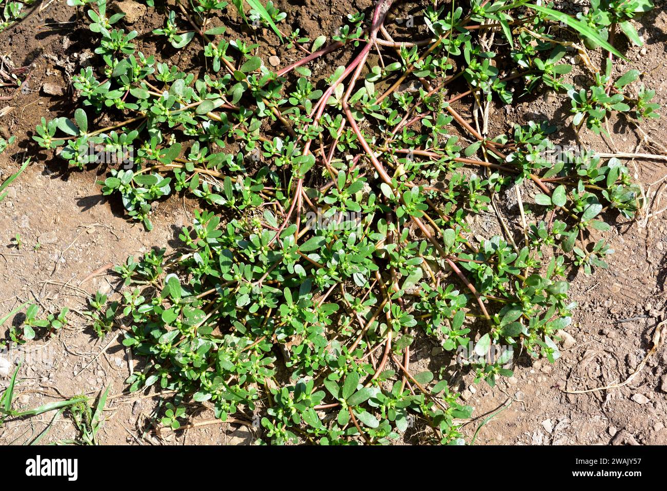 Common purslane or verdolaga (Portulaca oleracea) is a succulent plant widely disseminate: south Europe, north Africa, India, Malaysia, Australia...Th Stock Photo
