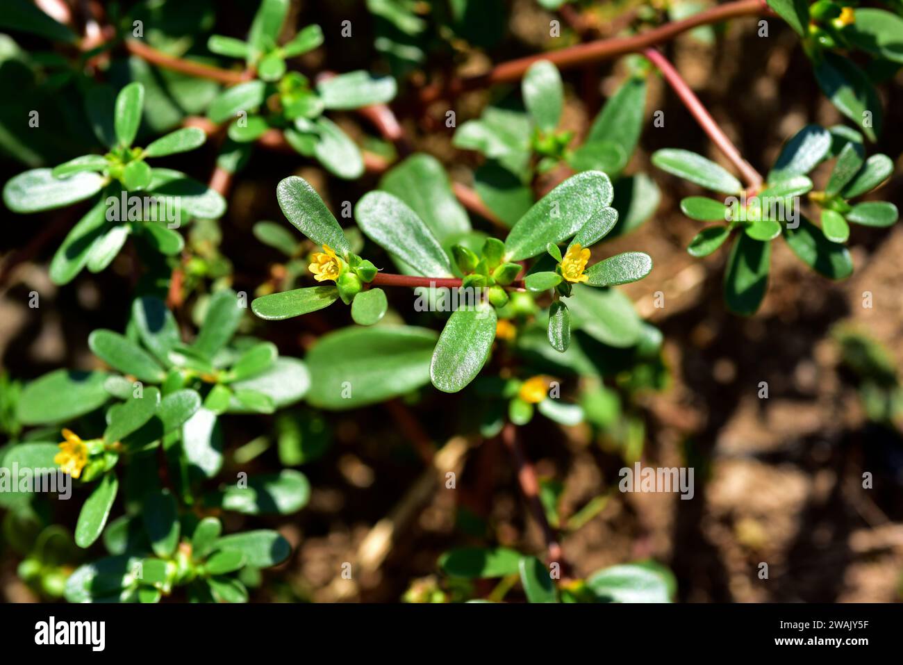 Common purslane or verdolaga (Portulaca oleracea) is a succulent plant widely disseminate: south Europe, north Africa, India, Malaysia, Australia...Th Stock Photo