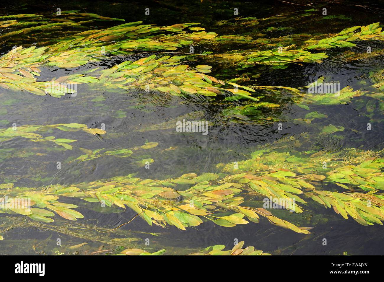 Floating pondweed (Potamogeton natans) is an aquatic perennial herb netive to Circumboreal region. This photo was taken in Rio Duero, Soria province, Stock Photo