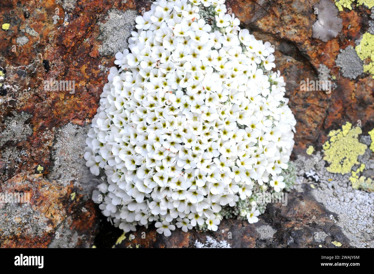 Androsace vandellii is a perennial cushion-forming herb native to Pyrenees, Sierra Nevada, Alps, Apennines and Atlas Mountains. This photo was taken i Stock Photo