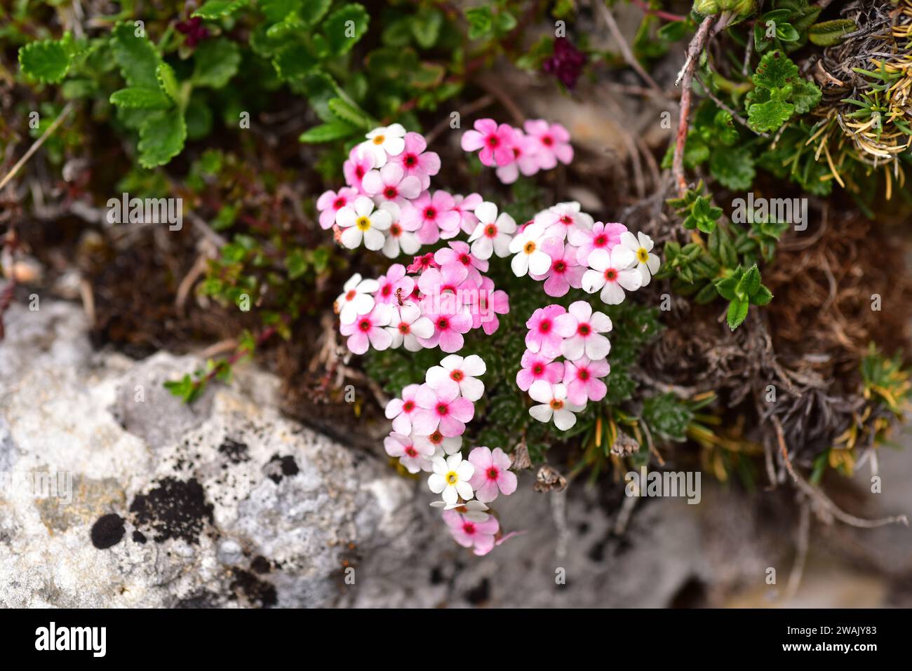 Androsace villosa is a perennial herb native to south Europe and west Asia mountains. This photo was taken in Babia, Cantabrian Mountains, Leon provin Stock Photo