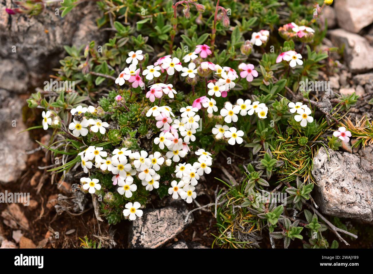 Androsace villosa is a perennial herb native to south Europe and west Asia mountains. This photo was taken in Somiedo Natural Park, Cantabrian Mountai Stock Photo