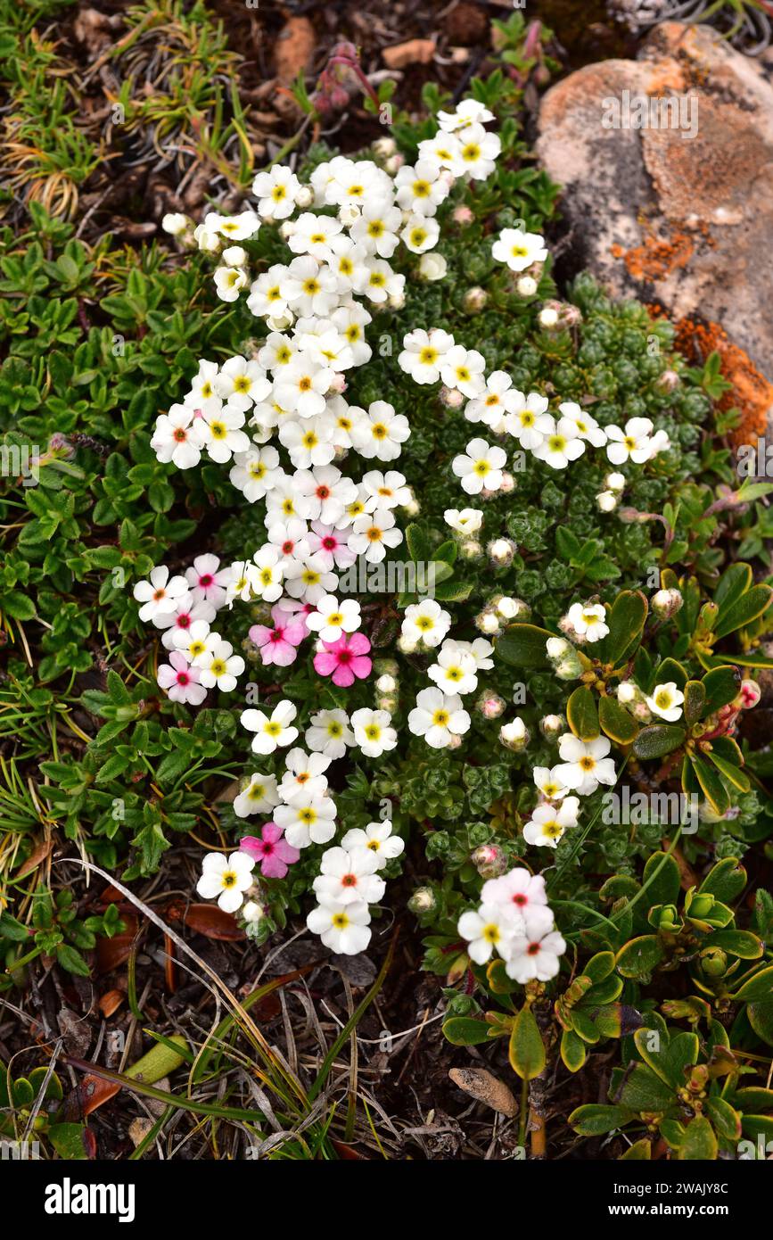 Androsace villosa is a perennial herb native to south Europe and west Asia mountains. This photo was taken in Somiedo Natural Park, Cantabrian Mountai Stock Photo