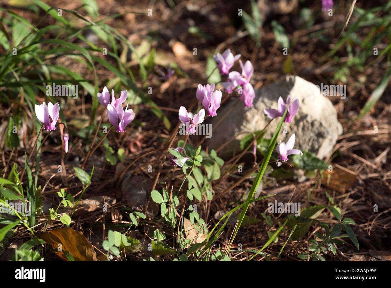 Purple cyclamen (Cyclamen purpurascens) is a perennial herb native to deciduous forests of Europe, from France to Russia. This photo was taken in Krka Stock Photo