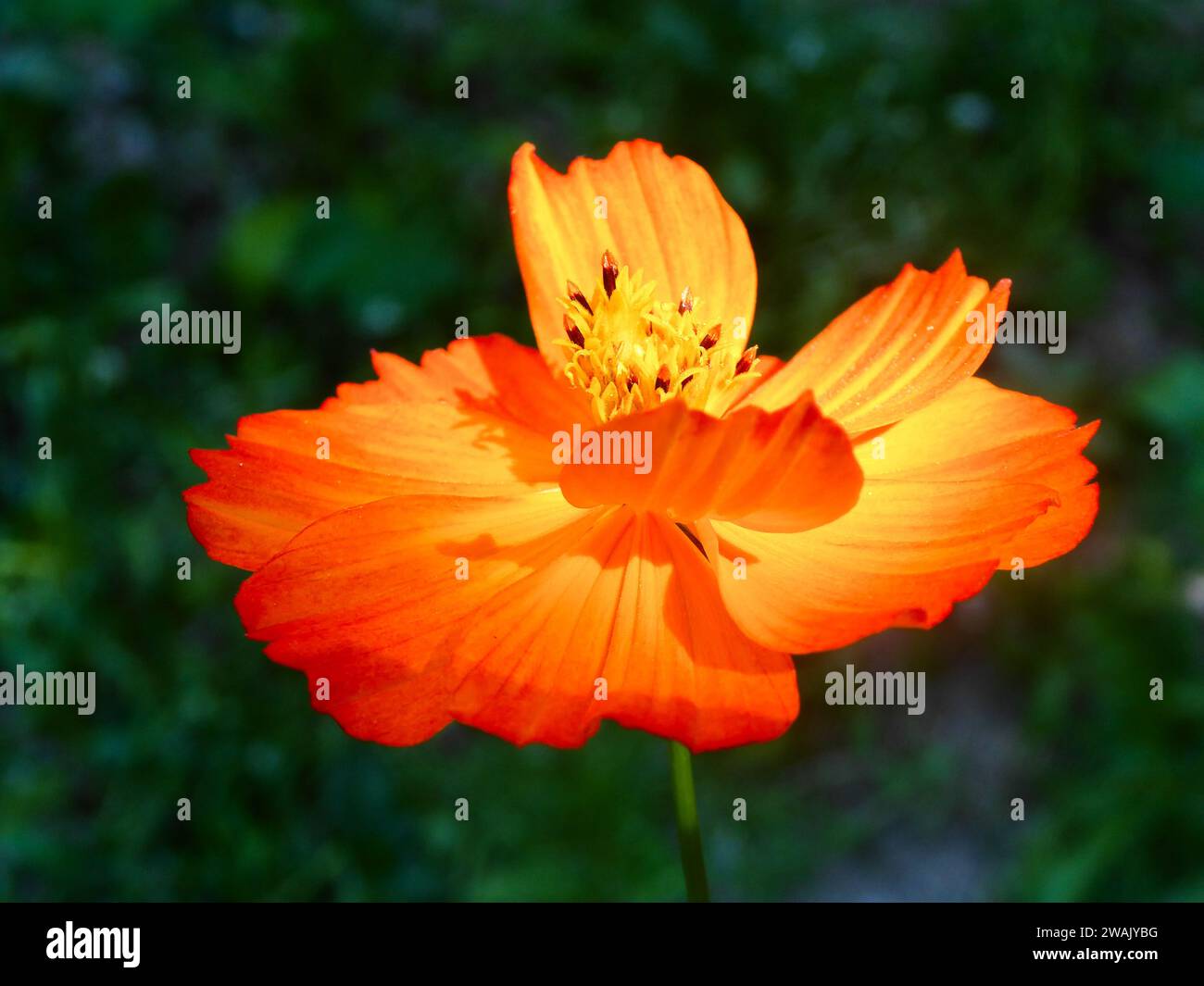 A vibrant orange flower stands tall against a bright sunny backdrop, its petals and stem illuminated by the warm rays of the sun Stock Photo