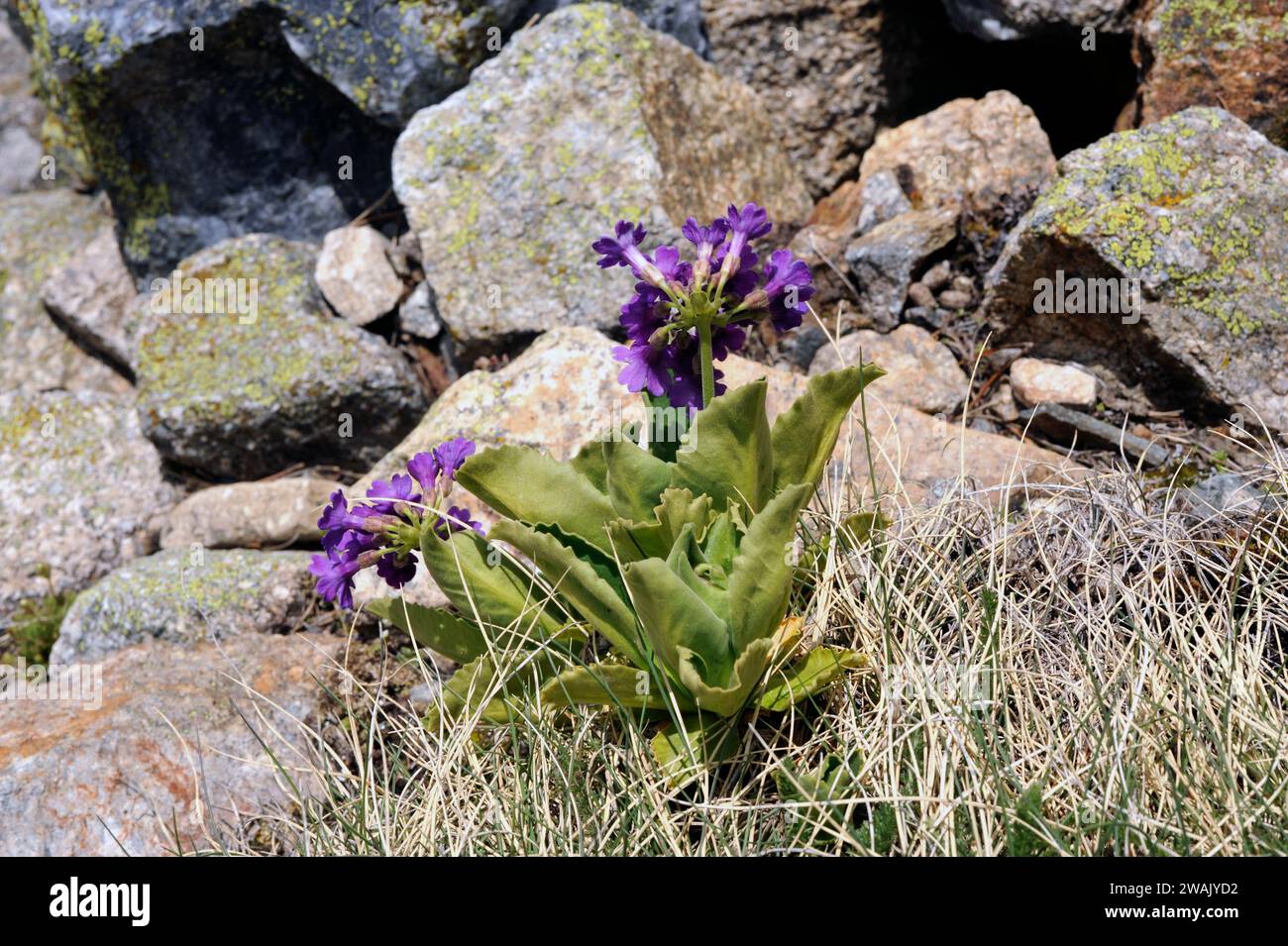 Primula integrifolia is a perennial herb native to Pyrenees, Cantabrian mountains and Alps. This photo was taken in Valle de Aran, Lleida province, Ca Stock Photo