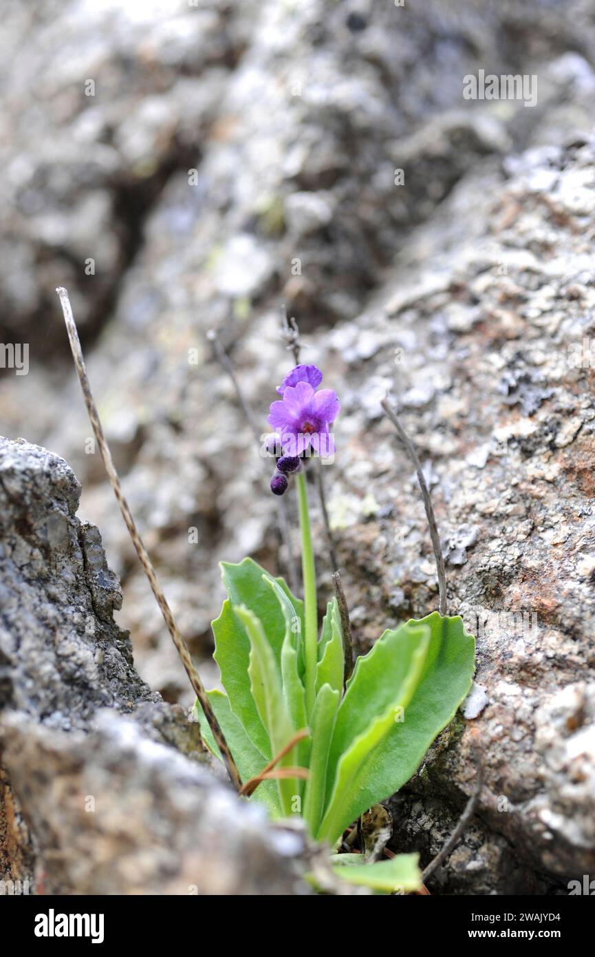 Primula integrifolia is a perennial herb native to Pyrenees, Cantabrian Mountains and Alps. This photo was taken in Valle de Aran, Lleida province, Ca Stock Photo