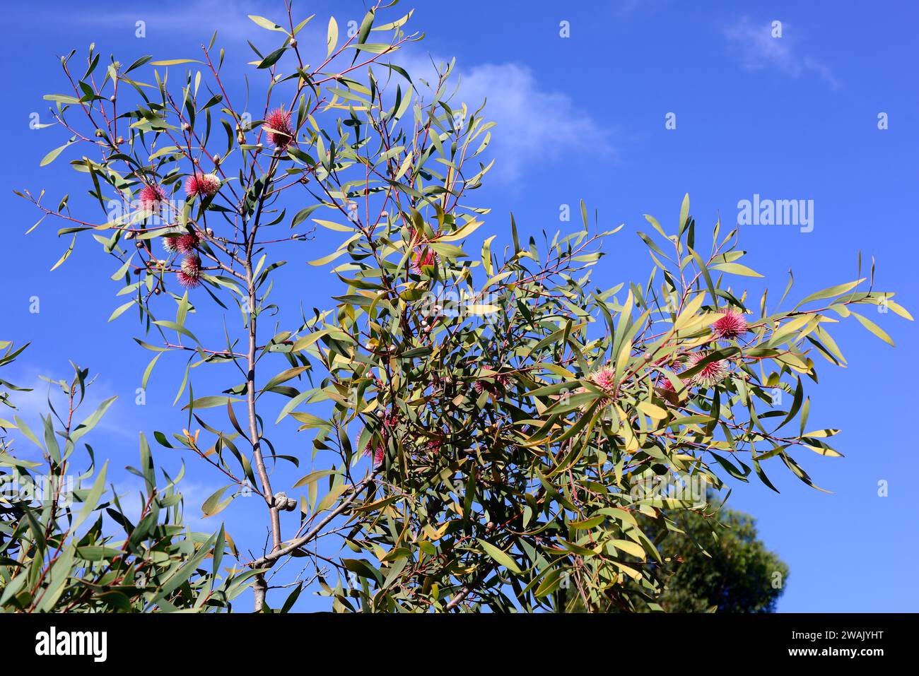 Emu bush or pincushion (Hakea laurina)  is a shrub or tree native to southwestern Australia. Stock Photo