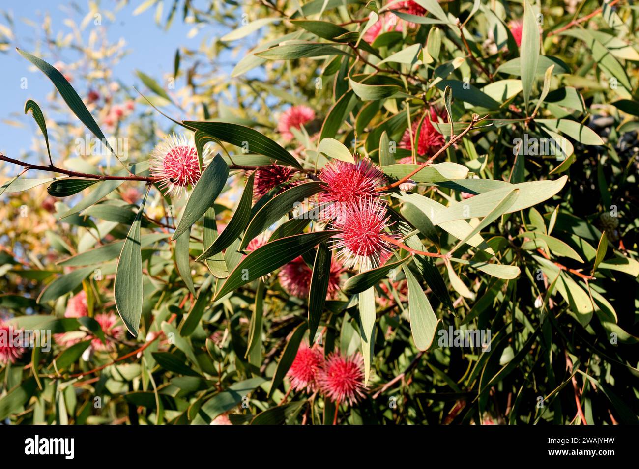 Emu bush or pincushion (Hakea laurina)  is a shrub or tree native to southwestern Australia. Stock Photo