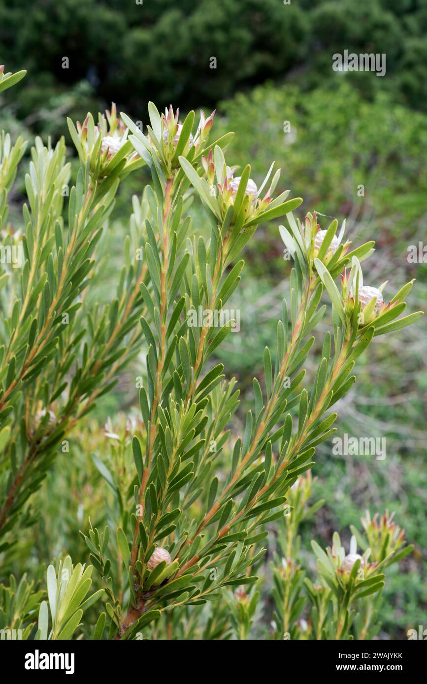 Limestone conebush (Leucadendron meridianum) is a shrub native to South Africa. Stock Photo