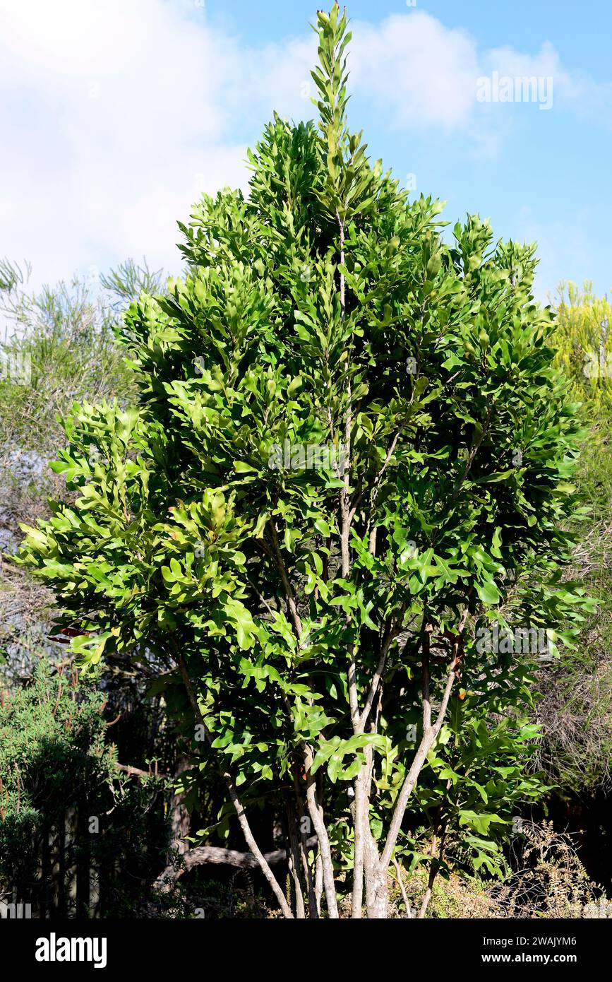 Firewheel tree (Stenocarpus sinuatus) is an ornamental tree native to eastern Australia. Stock Photo