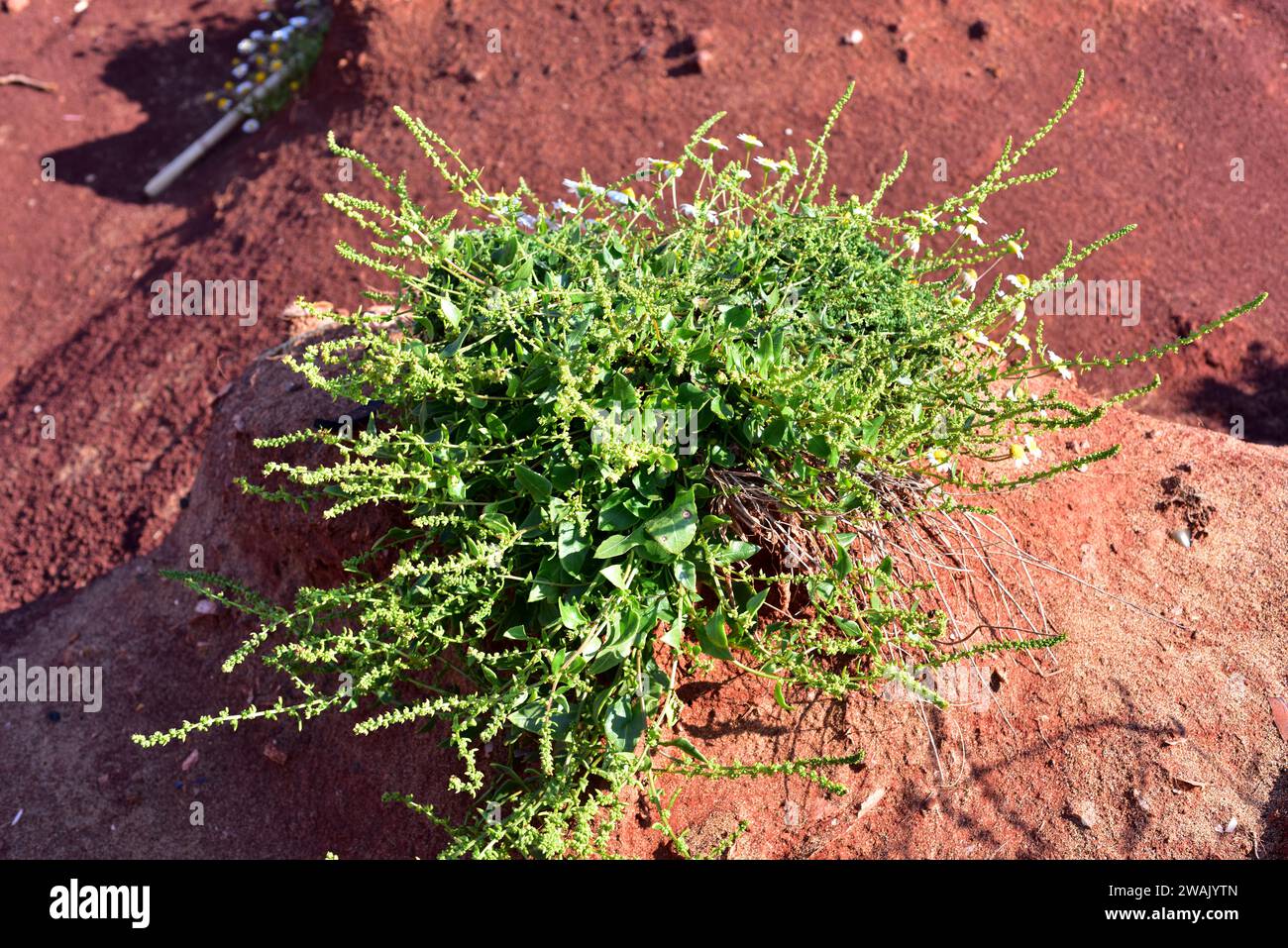 Common orache (Atriplex patula) is an annual herb native to Europe, Asia and north Africa. This photo was taken in Menorca, Balearic Islands, Spain. Stock Photo