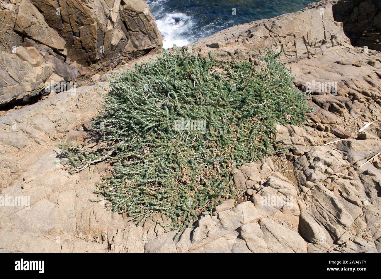 Alcanforada (Camphorosma monspeliaca) is a subshrub native to Mediterranean Basin and Asia. This photo was taken in Cap Ras, Girona province, Cataloni Stock Photo