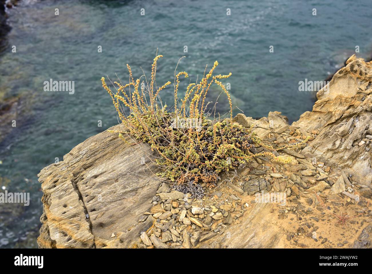 Alcanforada (Camphorosma monspeliaca) is a subshrub native to Mediterranean Basin and Asia. This photo was taken in Cap Ras, Girona province, Cataloni Stock Photo