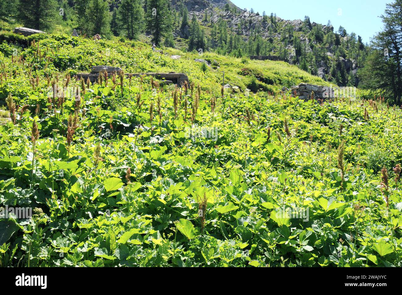 Good King Henry (Chenopodium bonus-henricus or Blitum bonus-henricus) is an annual or perennial herb Native to central Europe and south Europe mountai Stock Photo