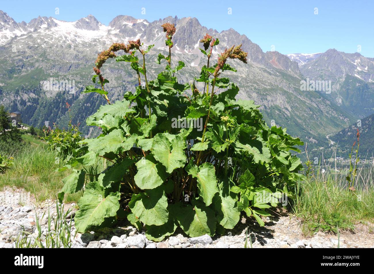 Good King Henry (Chenopodium bonus-henricus or Blitum bonus-henricus) is an annual or perennial herb Native to central Europe and south Europe mountai Stock Photo