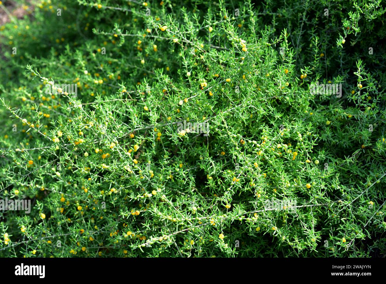 Barrier saltbush (Enchylaena tomentosa) is a shrub native to Australia. Its fruits (berries) are edible. Stock Photo