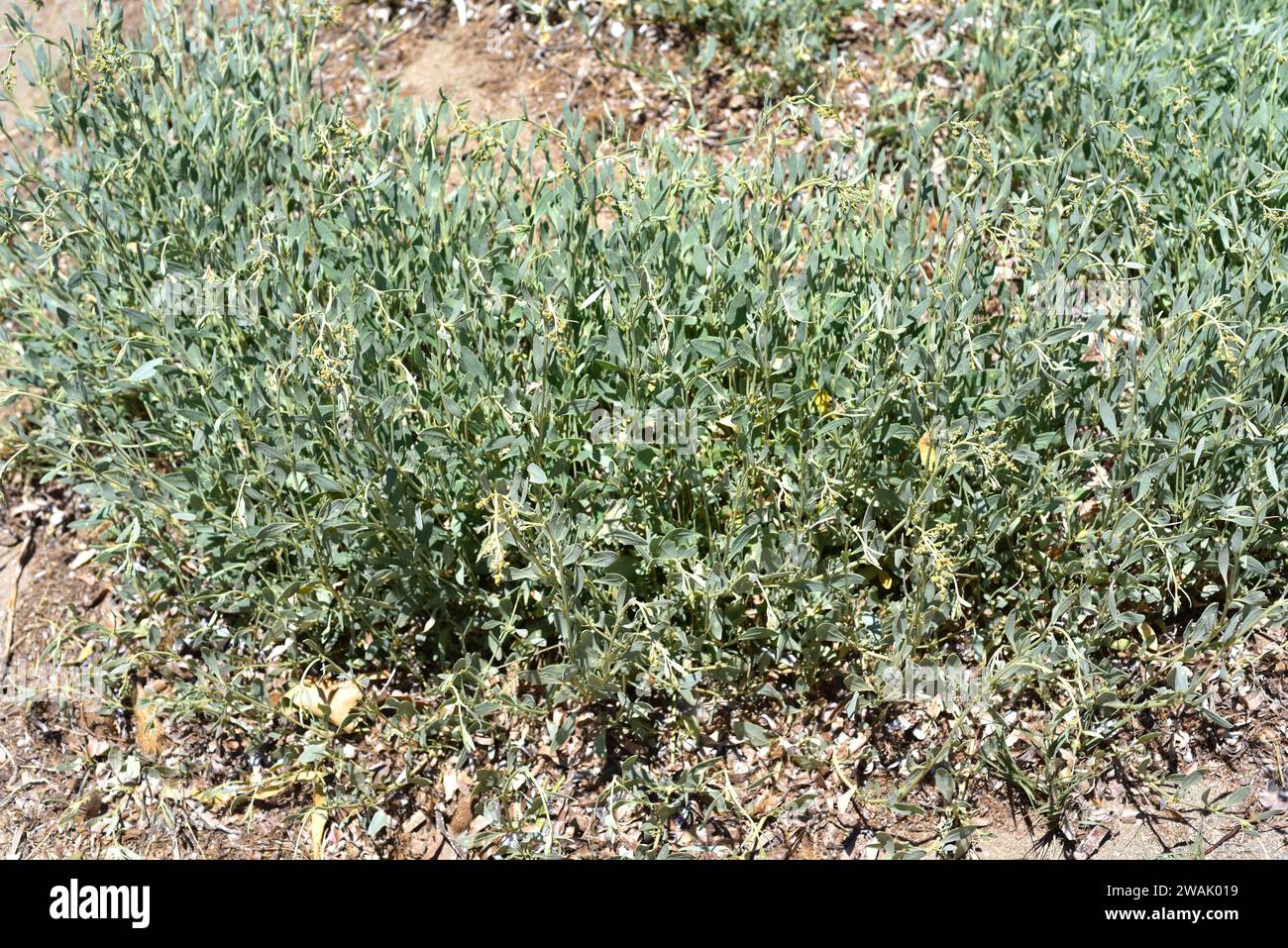 Sea purslane (Halimione portulacoides or Atriplex portulacoides) is an halophyte shrub native to Mediterranean Basin coasts and Atlantic European coas Stock Photo