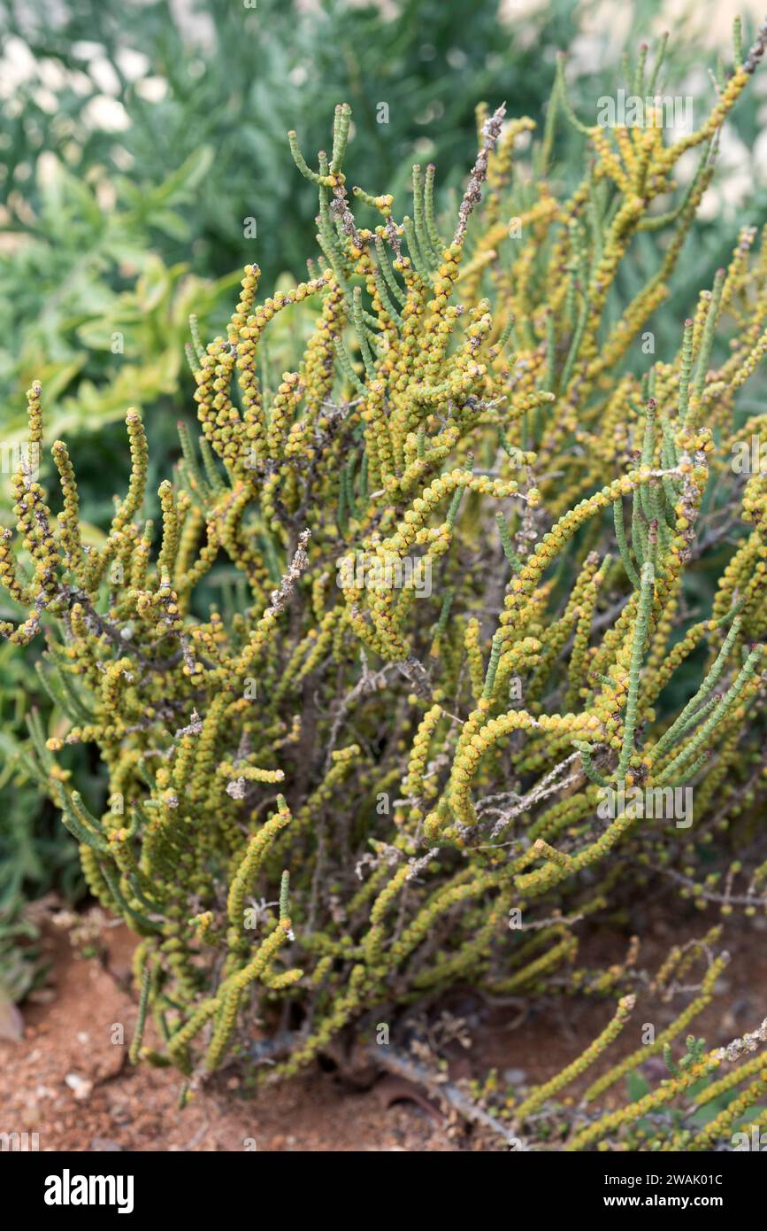 Jointed glasswort (Halocnemum strobilaceum) is an halophyte subshrub native to Midle East, central Asia, Sahara, Black Sea and south Spain. This photo Stock Photo