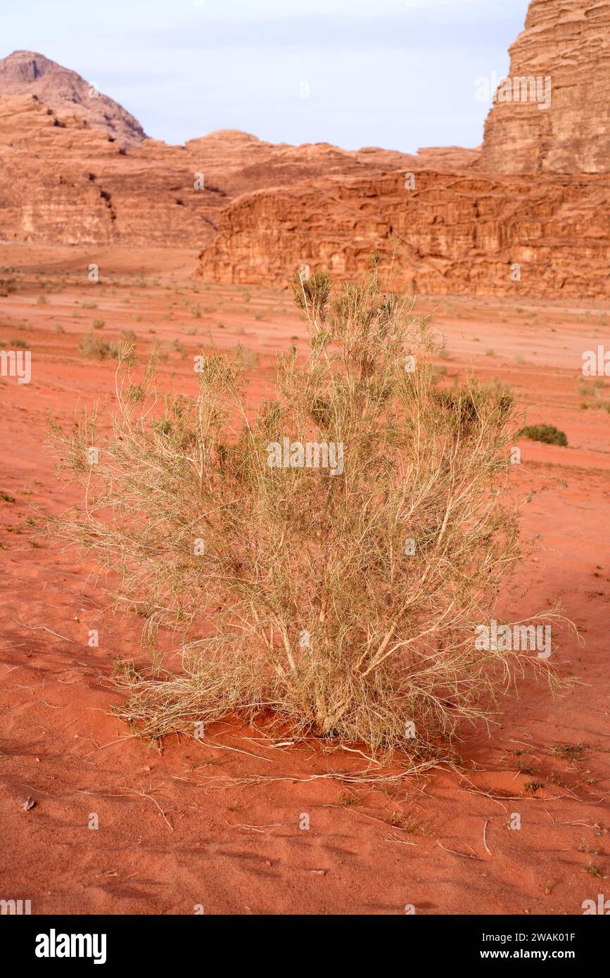 White saxaul (Haloxylon persicum) is a shrub or small tree native to arid or desertic regions from Egypt to China. This photo was taken in Wadi Rum De Stock Photo