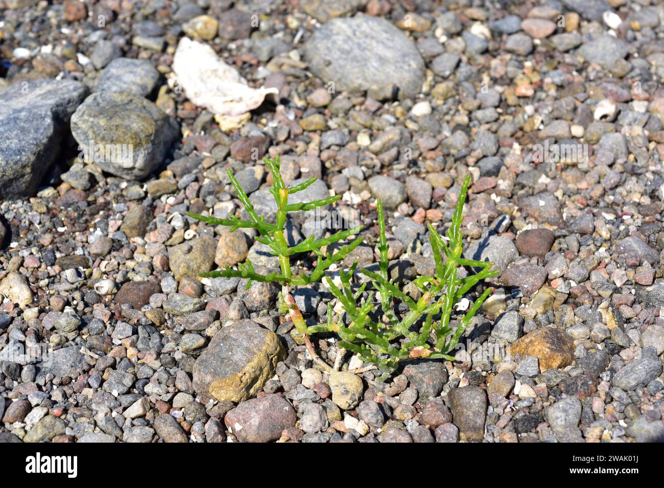 Common glasswort (Salicornia europaea or Salicornia herbacea) is an annual succulent herb native to European coasts, north Africa coasts and western A Stock Photo