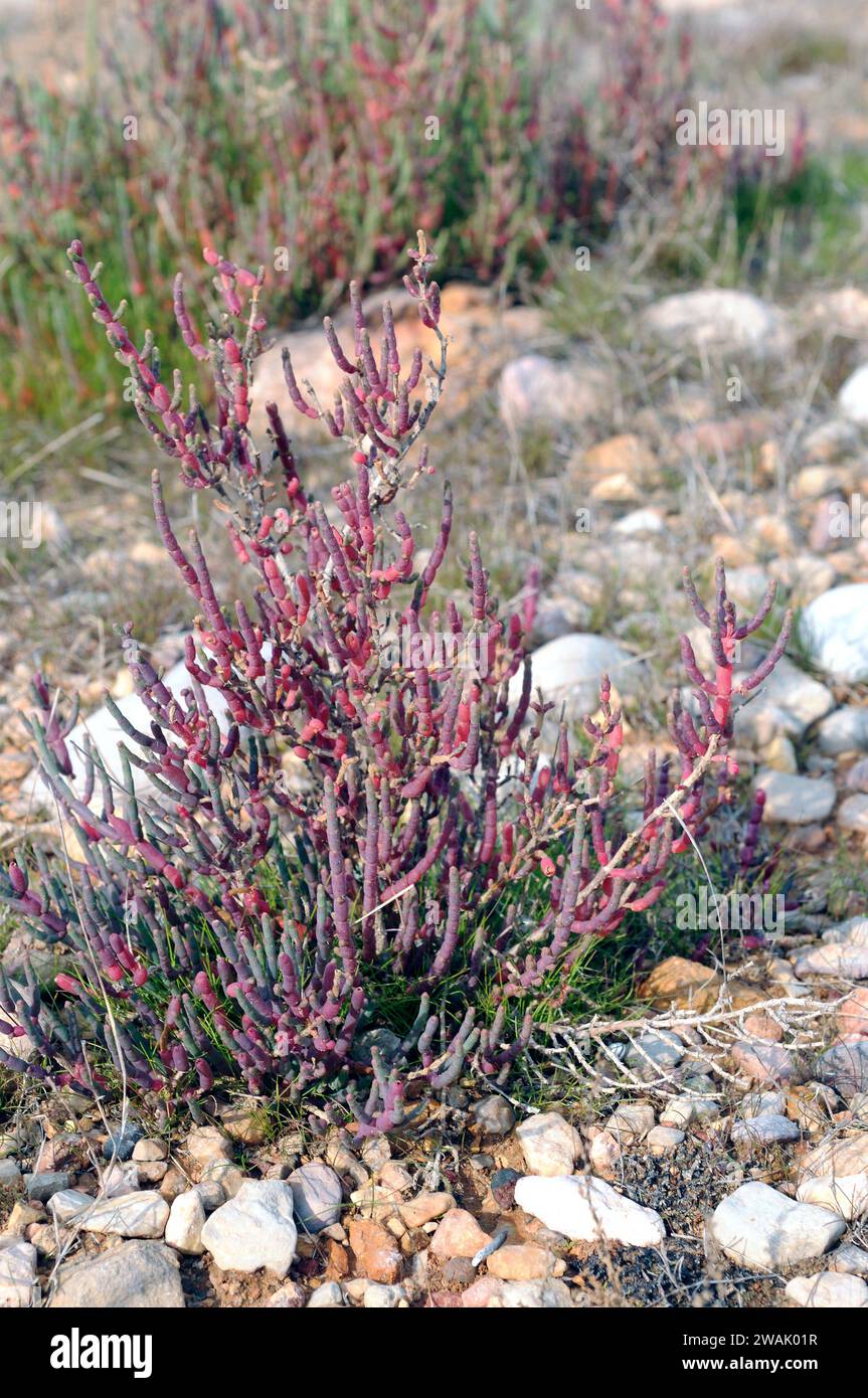 Common glasswort or marsh samphire (Salicornia europaea or Salicornia herbacea) is an annual halophyte herb native to European coasts, north Africa an Stock Photo