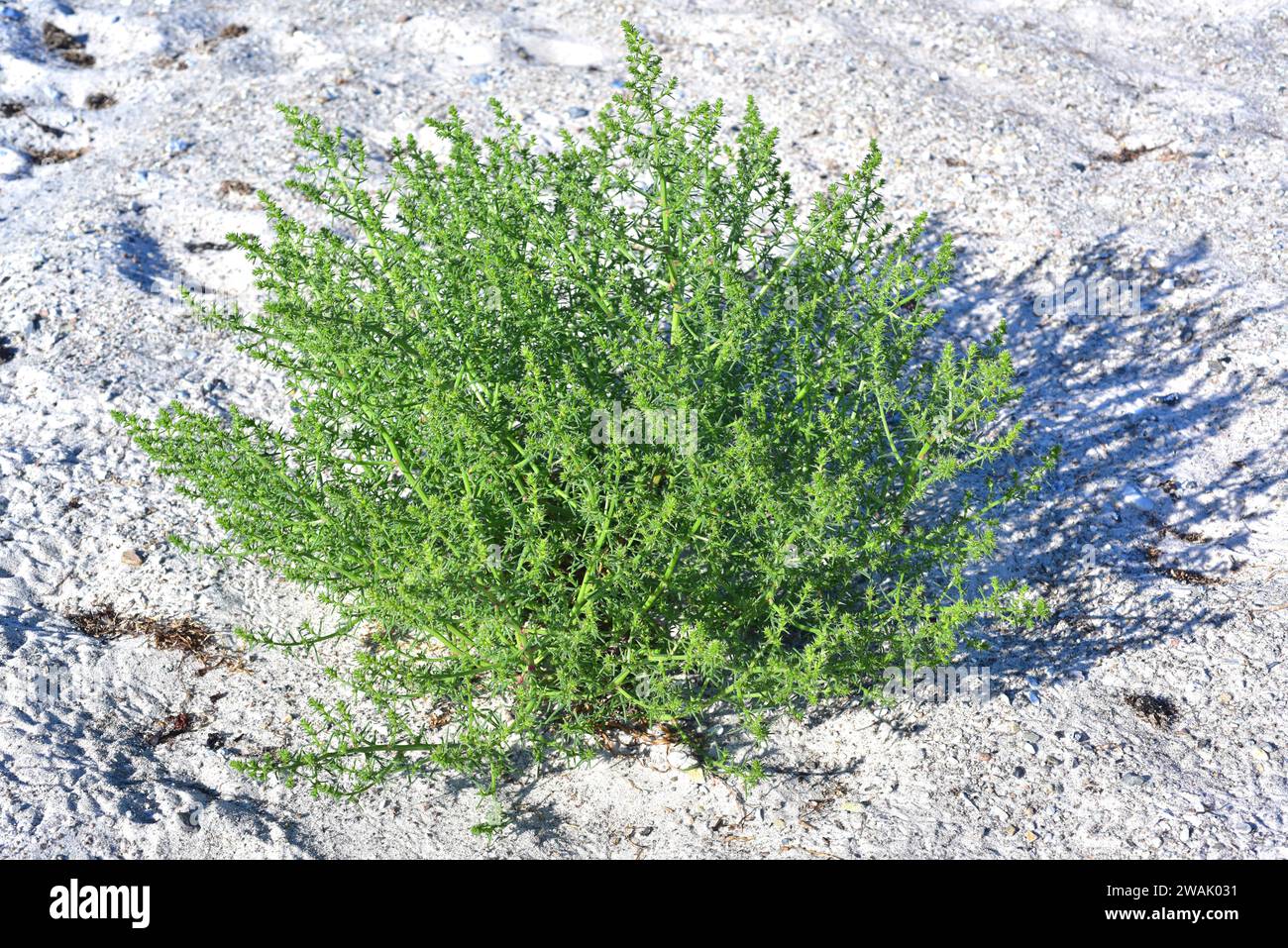 Common saltwort or prickly saltwort (Salsola kali or Kali tragus) is an annual prickly herb native to Eurasia and north Africa. This photo was taken i Stock Photo