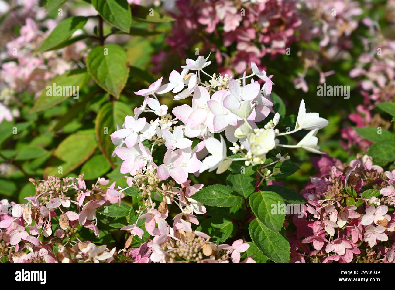 Hydrangea paniculata Touch of PInk growing in UK garden September Stock Photo