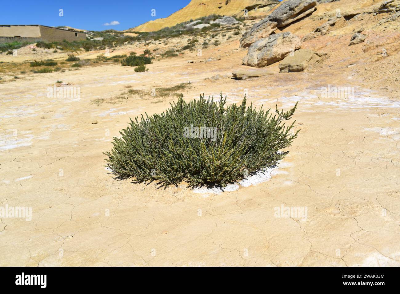 Mediterranean saltwort (Salsola vermiculata) is a shrub native to arids regions of southwestern Europe, north Africa and western Asia. This photo was Stock Photo