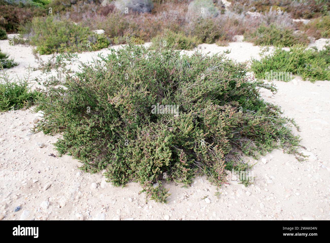 Mediterranean saltwort (Salsola vermiculata) is a shrub native to arids regions, southwestern Europe, north Africa and western Asia. This photo was ta Stock Photo