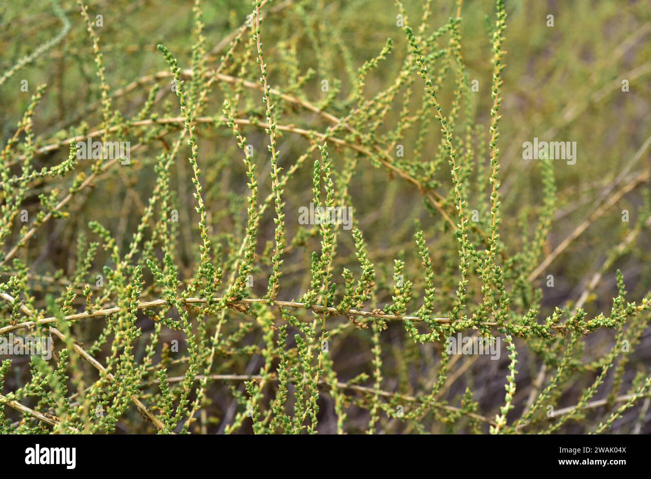 Mediterranean saltwort (Salsola vermiculata) is a shrub native to arids regions, southwestern Europe, north Africa and western Asia. This photo was ta Stock Photo