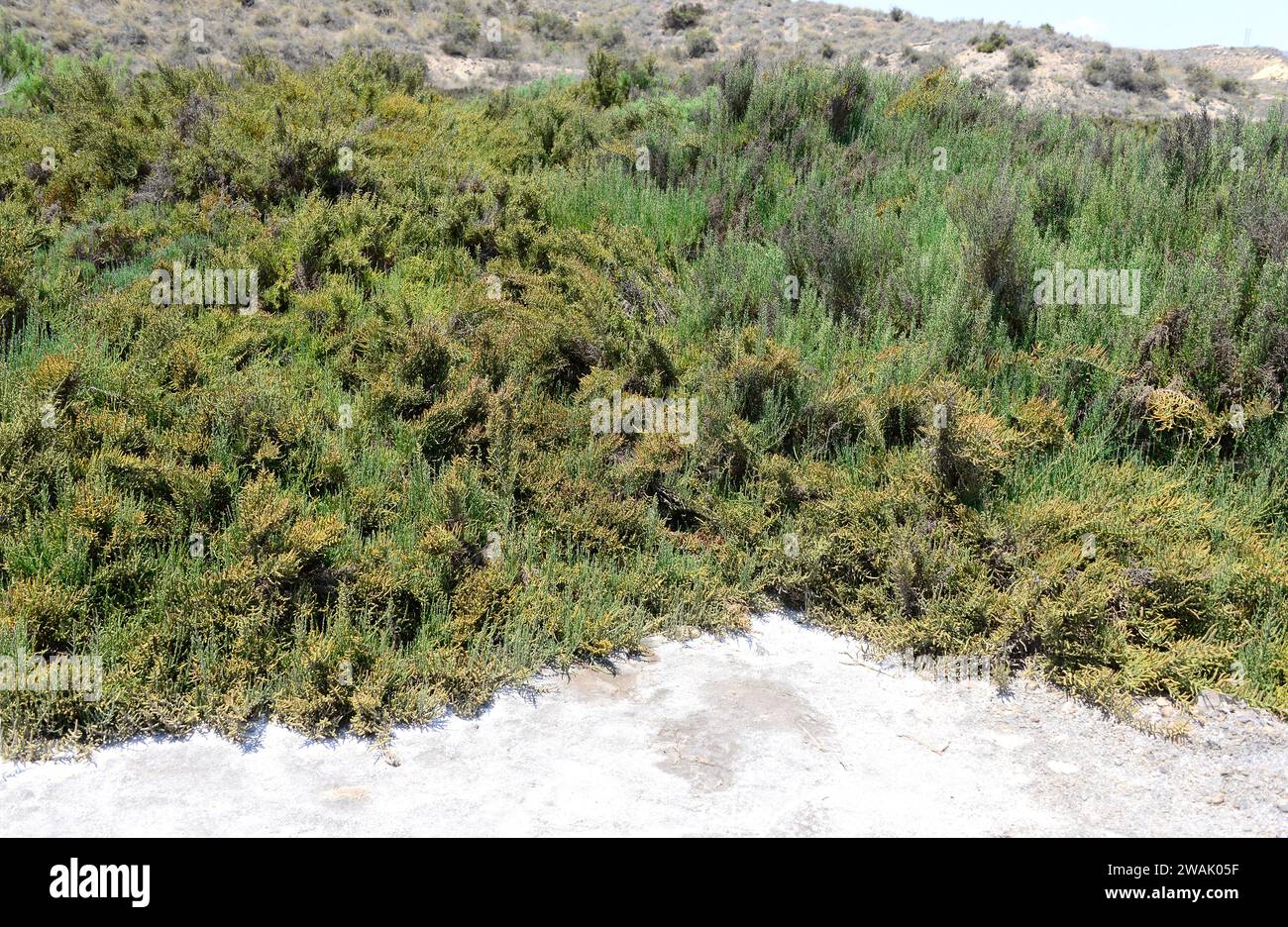 Glasswort, saltwort or samphire (Sarcocornia fruticosa, Salicornia fruticosa or Arthrocnemum fruticosum) is an halophyte shrub native to Mediterranean Stock Photo