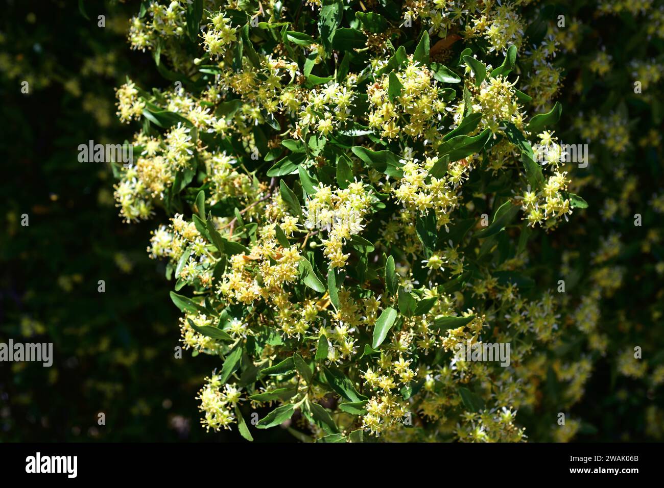 Soap bark tree (Quillaja saponaria) is an evergreen tree endemic to central Chile. Its bark contains saponin used in pharmacy, cosmetics and industry. Stock Photo