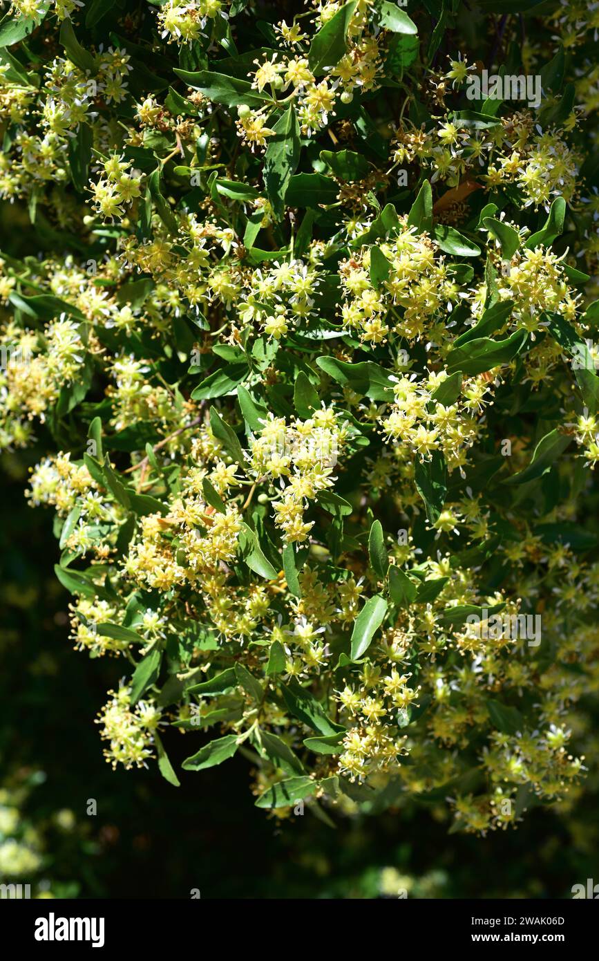 Soap bark tree (Quillaja saponaria) is an evergreen tree endemic to central Chile. Its bark contains saponin used in pharmacy, cosmetics and industry. Stock Photo