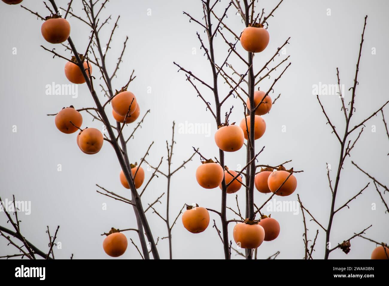 Apple kaki, japanese apple, persimmon fruit on tree branches in fall Stock Photo