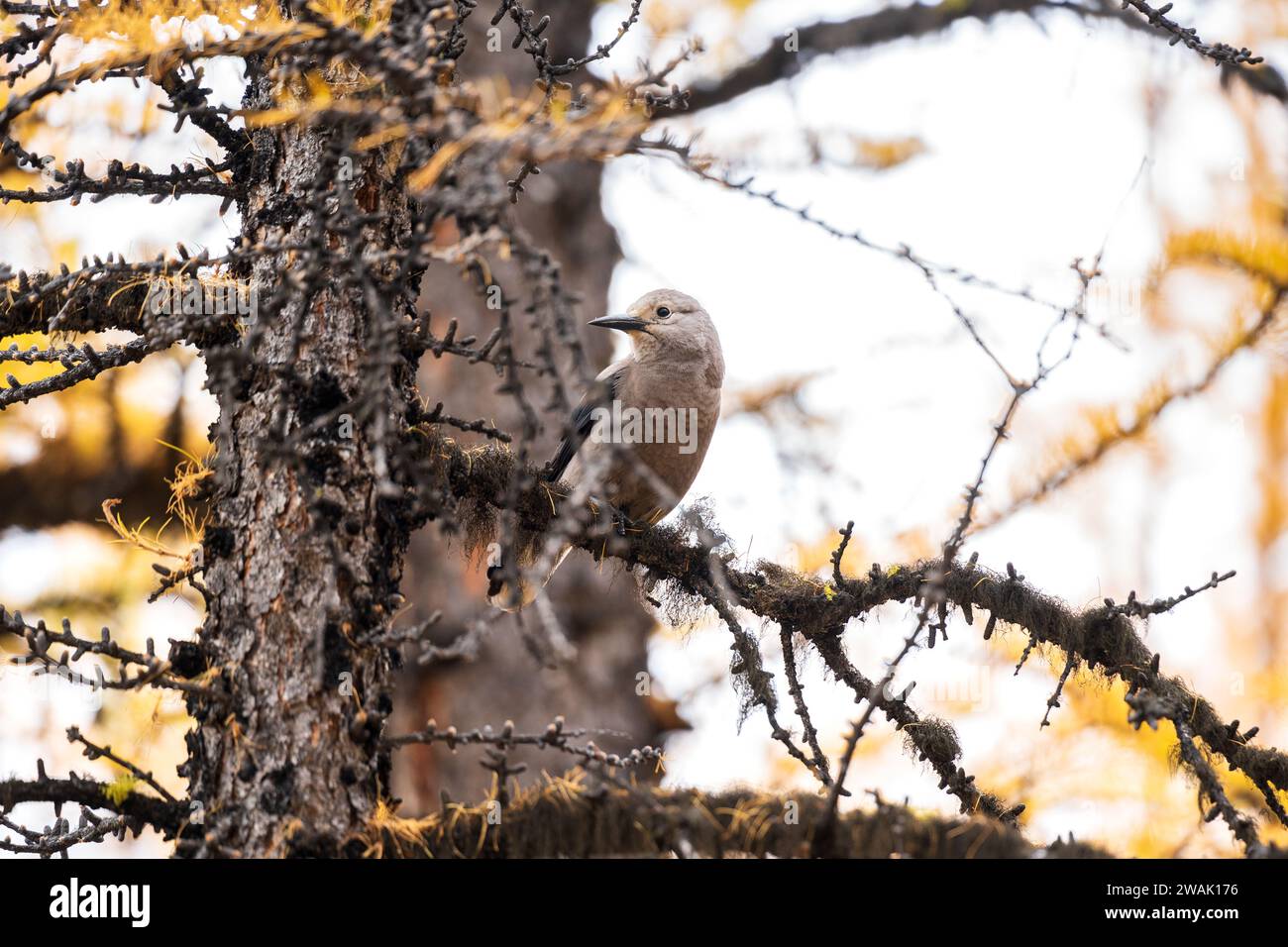 Clarks tree hi res stock photography and images Alamy