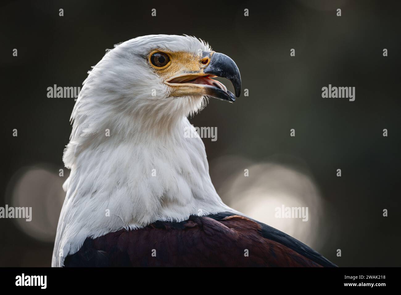 A majestic eagle stands perched atop a rocky outcrop, surveying its surroundings with an intense gaze Stock Photo