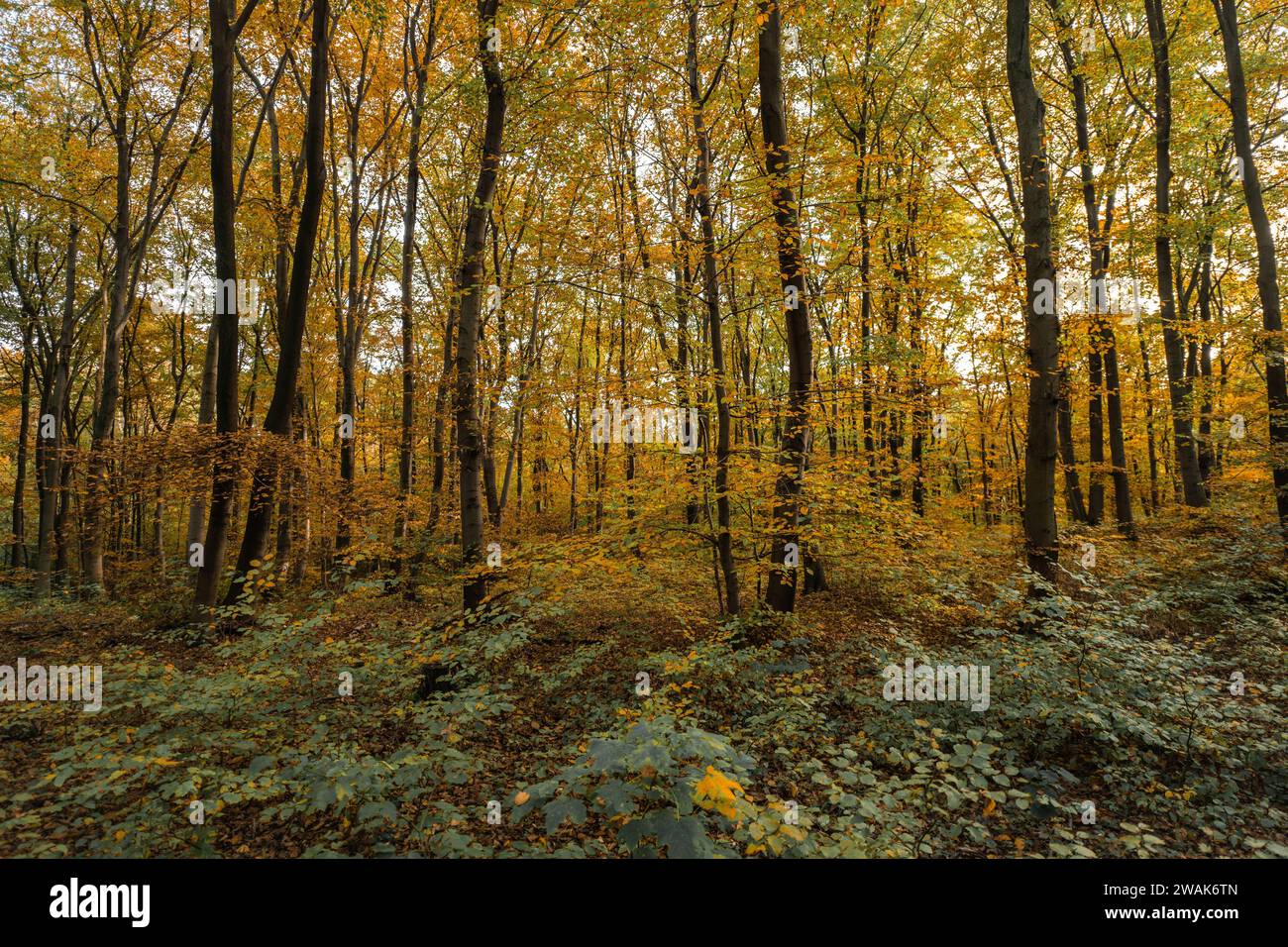 Golden leaves of the trees hi-res stock photography and images - Alamy