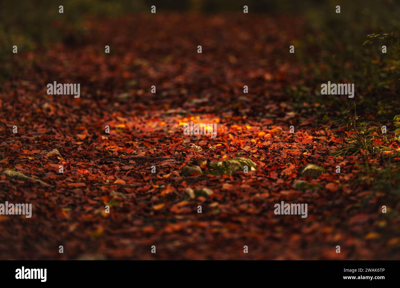 Golden ground hi-res stock photography and images - Alamy