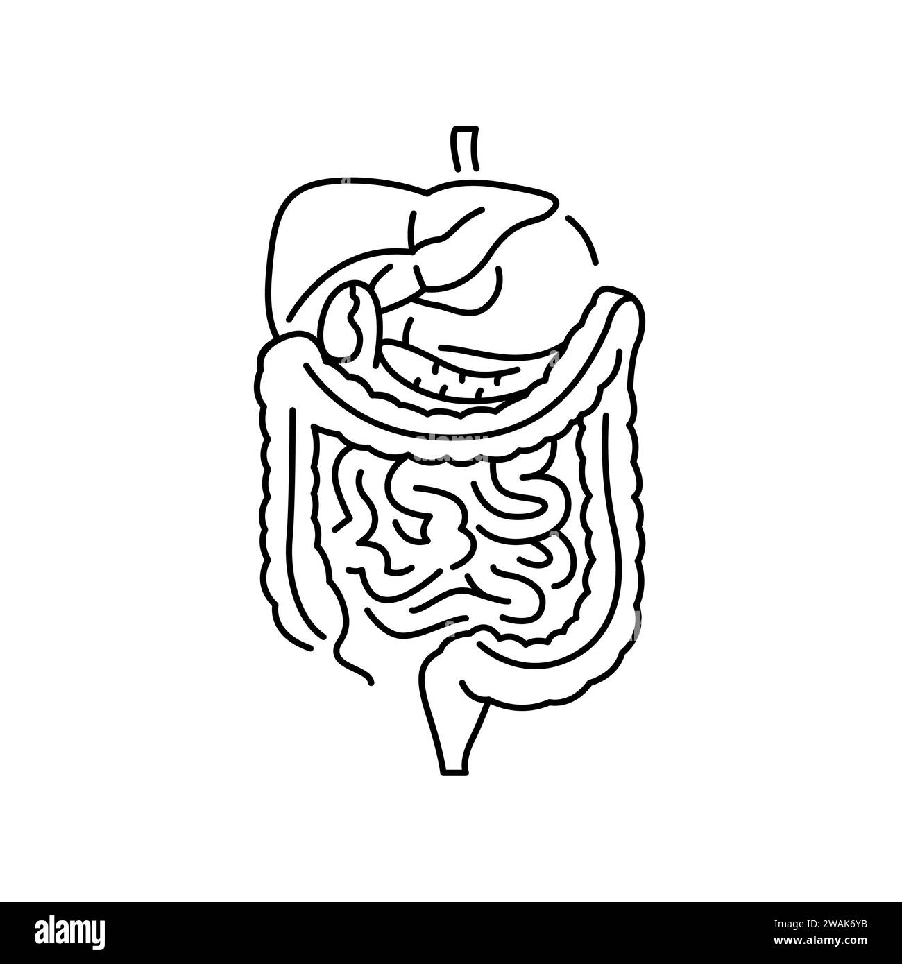 Human digestive organs color line icon. Organisation in organism. Vector isolated element. Editable stroke. Stock Vector